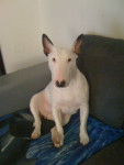 Bahia - Bull Terrier (2 ans)
