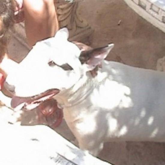 Rocko - Bull Terrier Mâle (6 ans)