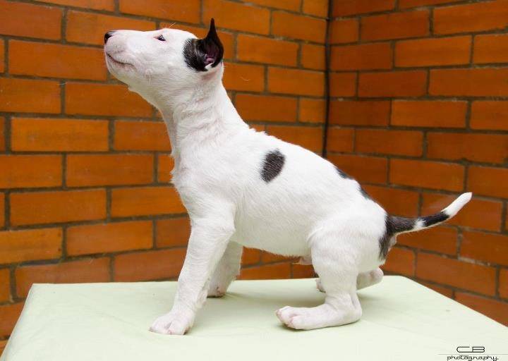 Murdock - Bull Terrier Mâle (8 mois)