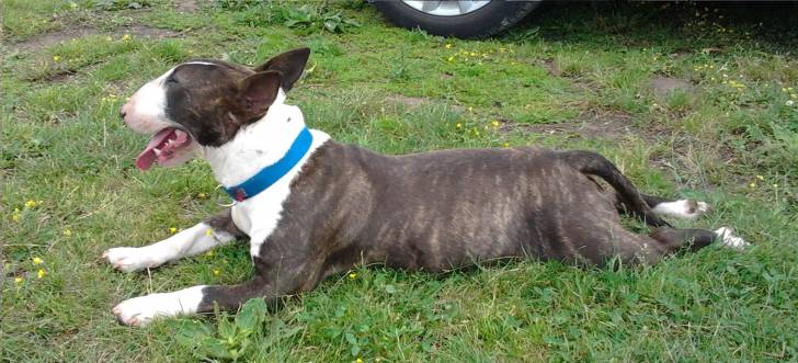 Kalima - Bull Terrier (1 an)