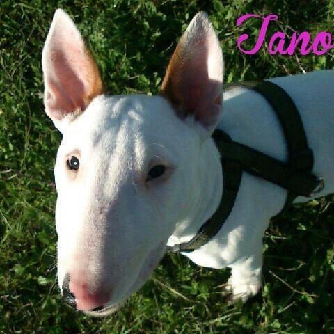 Tano - Bull Terrier Mâle (6 mois)