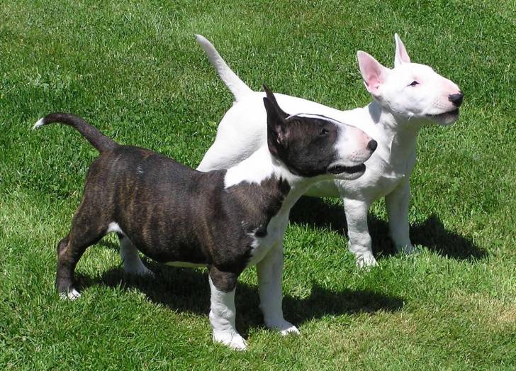 Un duo de chiots Bull Terrier côte à côte debout dans l'herbe 