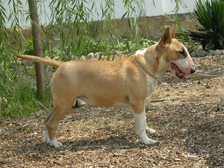 Bella - Bull Terrier (2 ans)