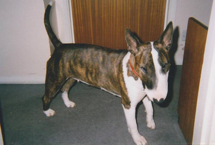 Phoebe - Bull Terrier (11 ans)