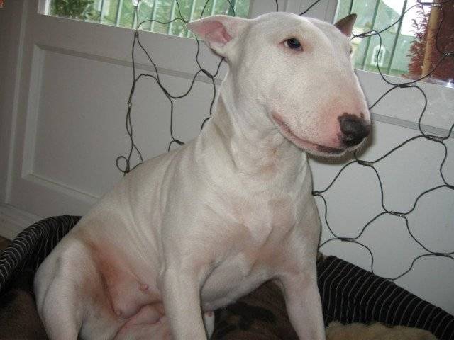 Lilly - Bull Terrier (7 mois)