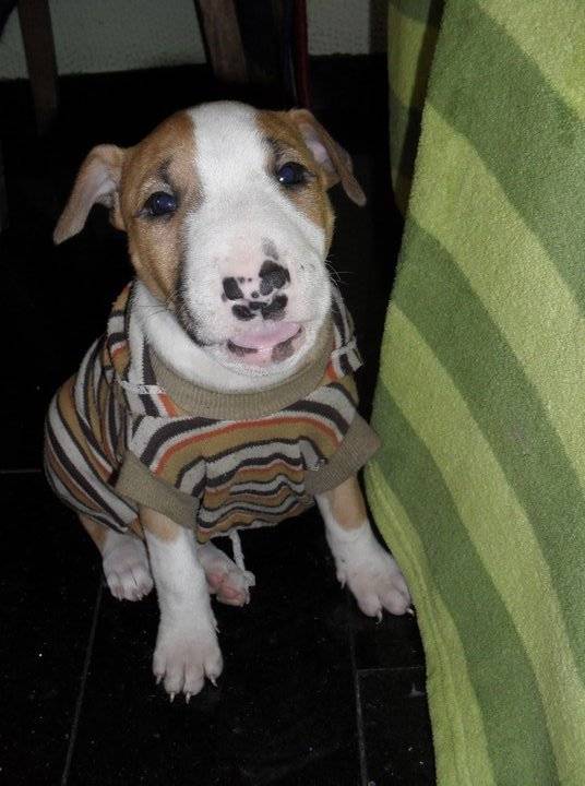 dana - Bull Terrier (1 mois)