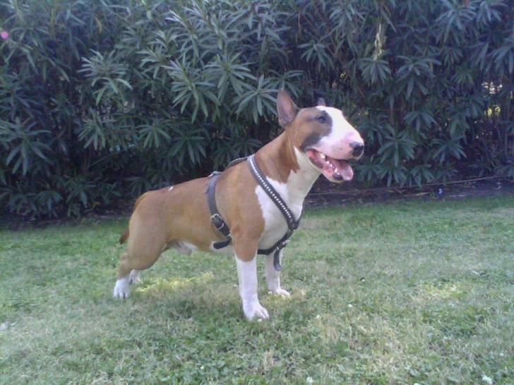 Iron - Bull Terrier Mâle (10 mois)