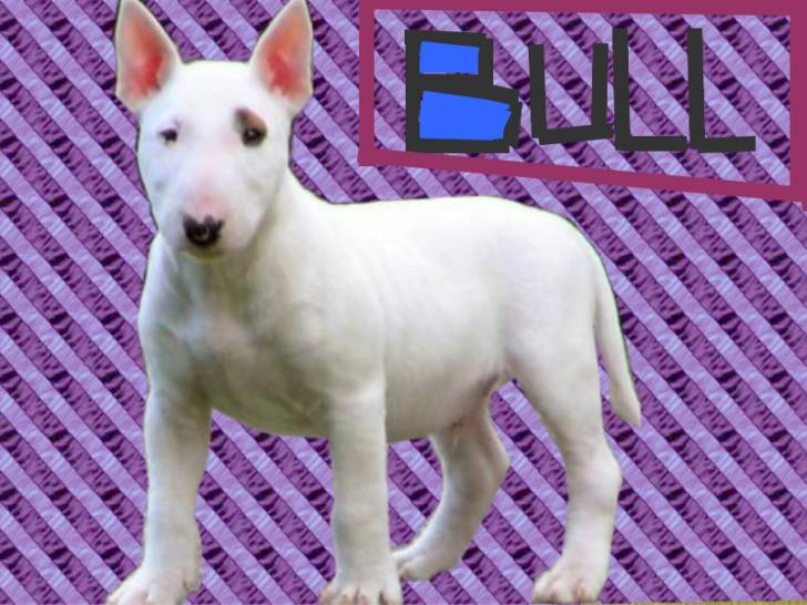 Bull - Bull Terrier Mâle (1 an)