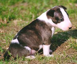 Bull Terrier - Bull Terrier