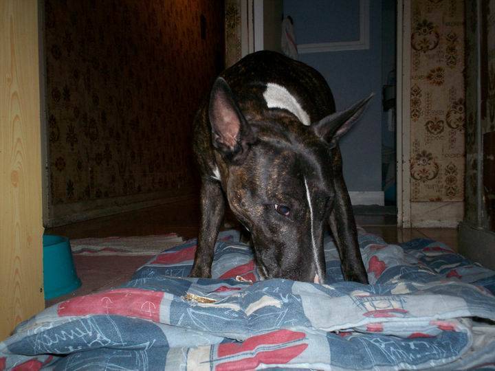 Photo Bull Terrier