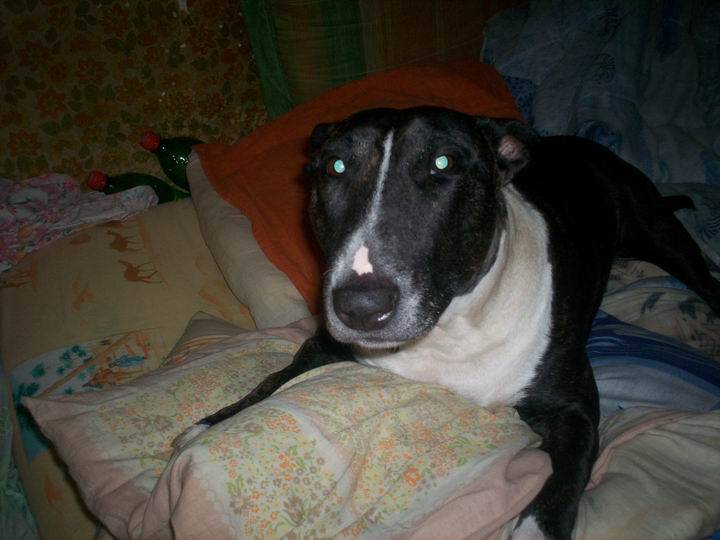 Photo Bull Terrier