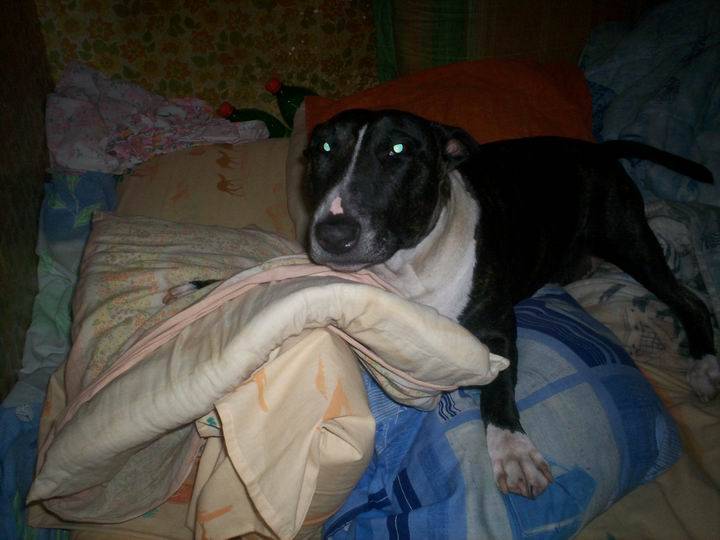 Photo Bull Terrier