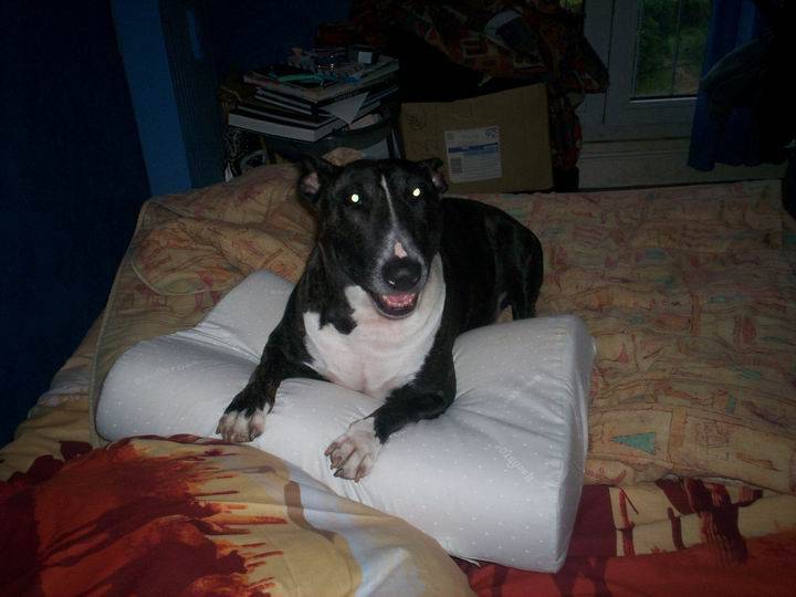 Photo Bull Terrier