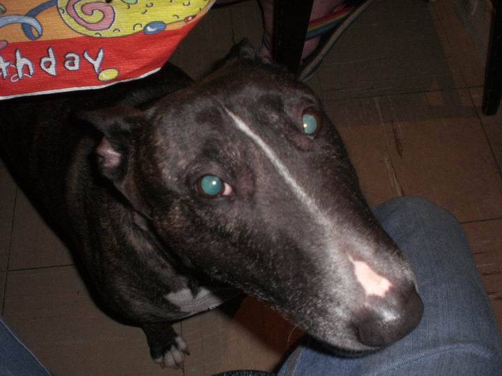 Photo Bull Terrier