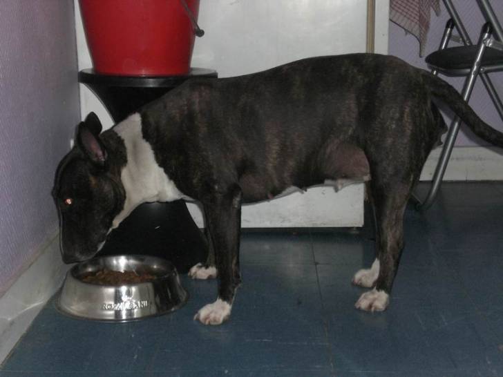 Photo Bull Terrier