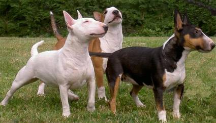 Lowan , Saé et Arna - Bull Terrier (11 mois)
