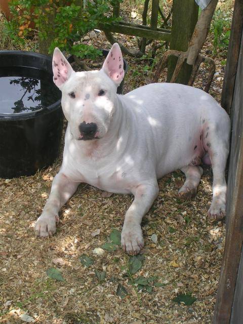 Bull terrier - Slïde - Bull Terrier