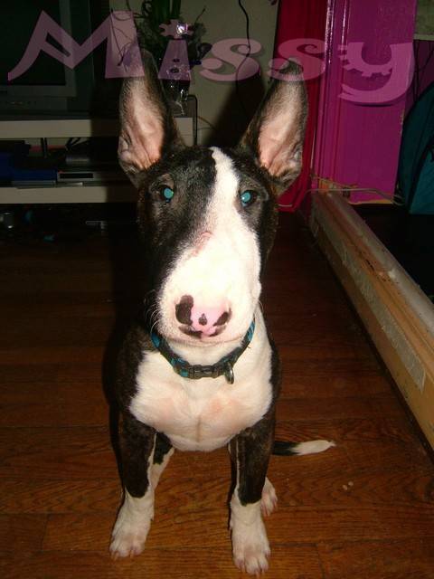 ma petitebull terrier adorable - Bull Terrier