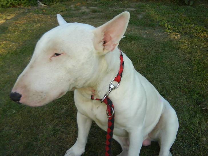 raz - Bull Terrier Mâle (2 ans)