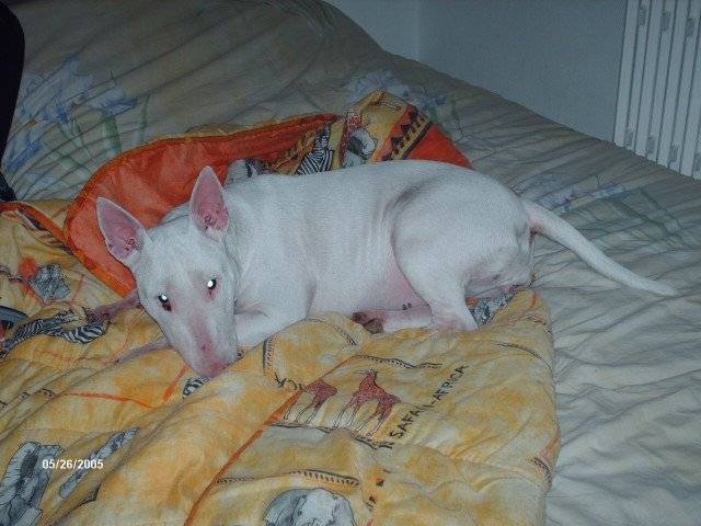 oxine bull terrier - Bull Terrier