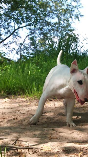 Oxmo BULL TERRIER - Bull Terrier