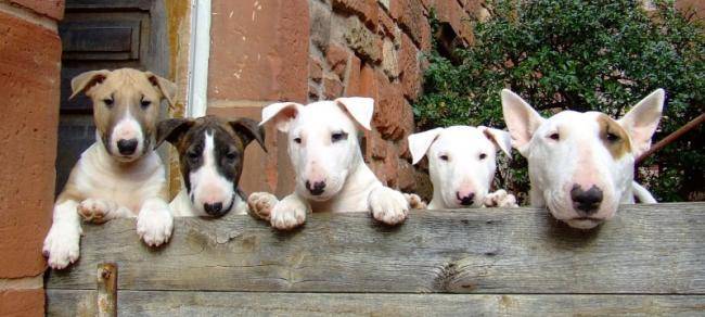Aleph des Motards en Délire et 4 de ses chiots - Bull Terrier