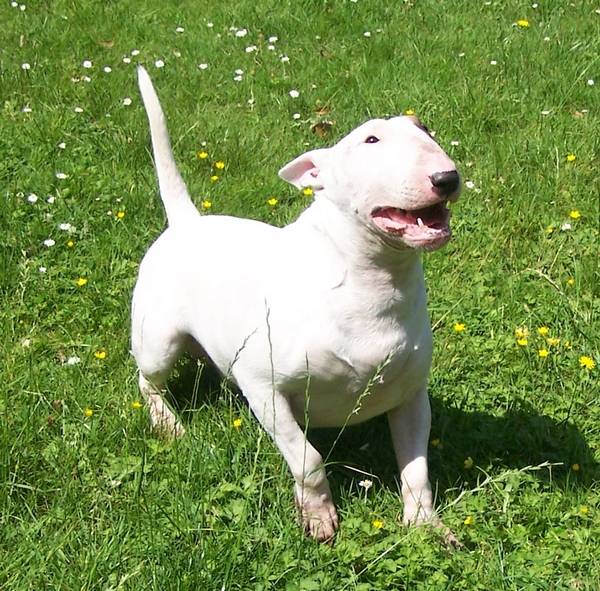 Bob - Bull Terrier