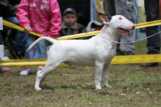 Didid - Bull Terrier