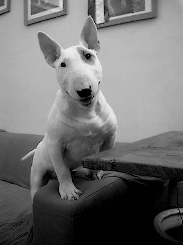 Boubou - Bull Terrier