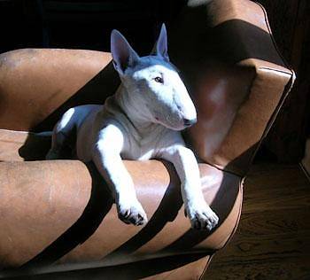 Boubou - Bull Terrier