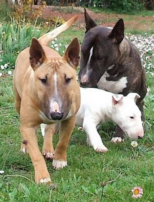 Petite meute de Minis Bulls Terriers - Bull Terrier