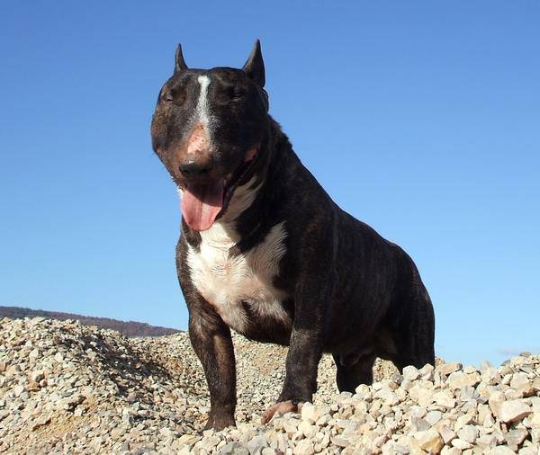 Gordon's du Mas des Rêves - Bull Terrier
