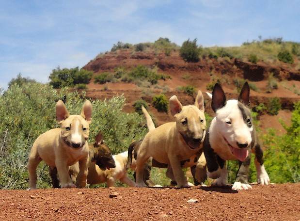 Chiots nés au Terres du Salagou - Bull Terrier