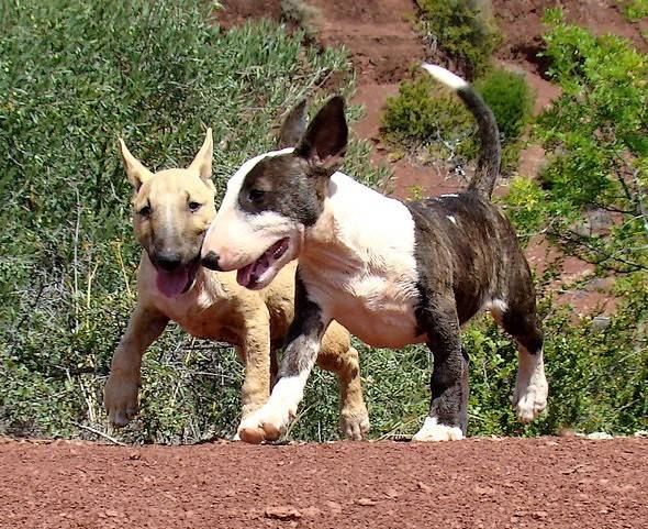 Geisha et Ginseng des Terres du Salagou - Bull Terrier