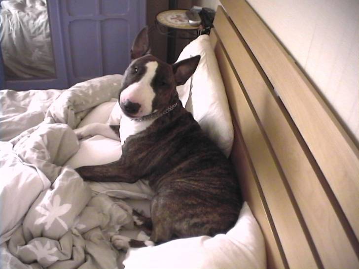 Rocco in bed - Bull Terrier