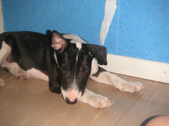 Vika 4 mois - Bull Terrier (4 mois)