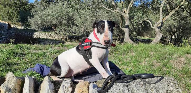 pipa - Bull Terrier Mâle (6 ans et 1 mois)