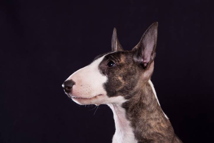 Portrait photographique d'un Bull Terrier bringé vu de profil