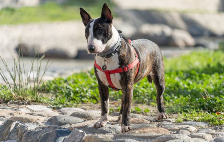 Un Bull Terrier équipé d'un harnais en promenade dans la nature