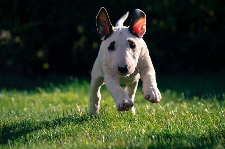 Un jeune Bull Terrier qui court vers l'objectif en bondissant