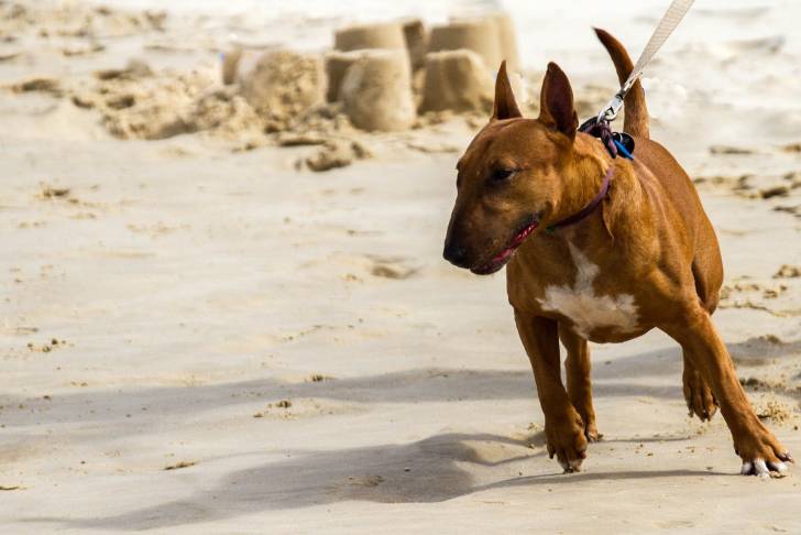Un Bull Terrier en promenade sur la plage