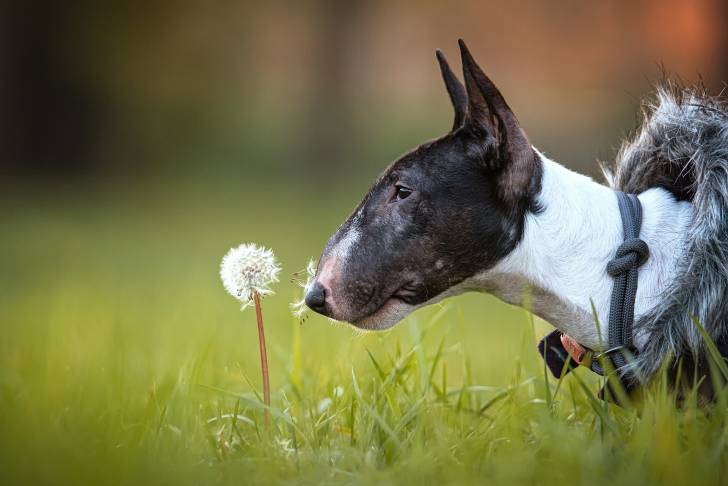 Un Bull Terrier qui renifle une fleur