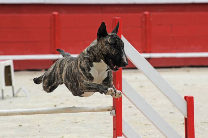 Un Bull Terrier qui saute par dessus un obstacle pendant une compétition 