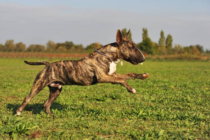 Un Bull Terrier bringé qui court dans l'herbe