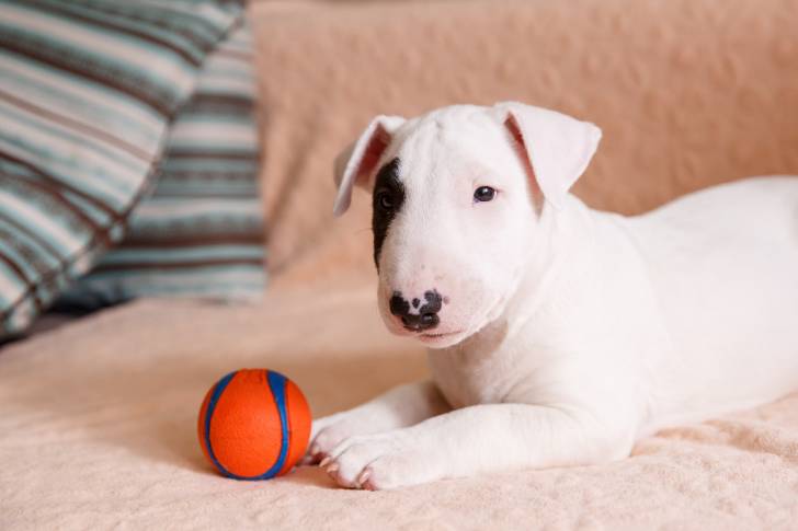 Un jeune Bull Terrier blanc allongé devant une petite balle en plastique