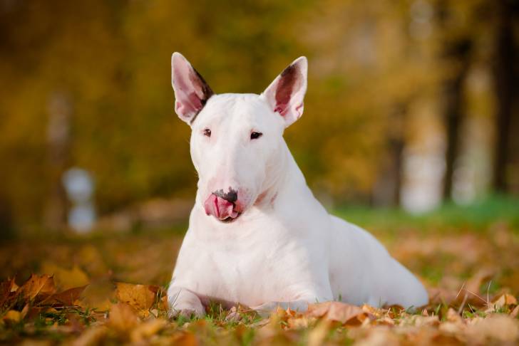 Un Bull Terrier blanc allongé dans des feuilles d'automne