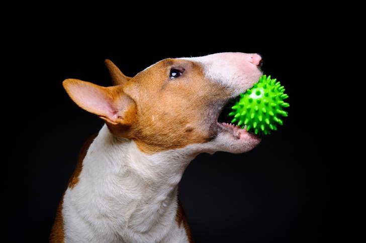 Un Bull Terrier avec une balle dans la gueule