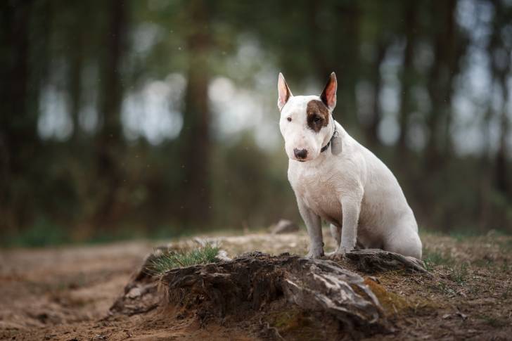 Un Bull Terrier assis sur de la terre en forêt