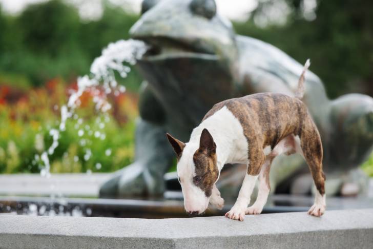 Un Bull Terrier qui se tient au bord d'une fontaine