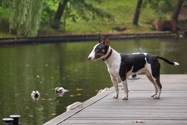 Un Bull Terrier noir et blanc qui se tient au bord d'un lac sur un ponton en bois 
